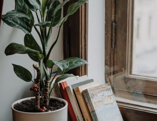 green plant on white ceramic pot